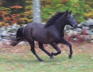 Maxgrromingmedallion025