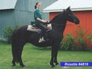 Rosettesousselletn