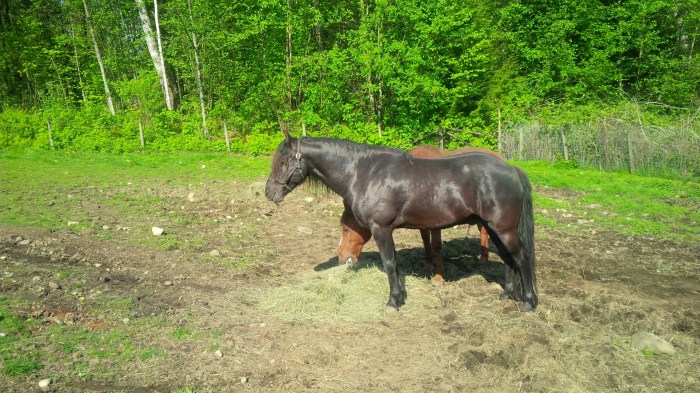 Yukonn and Harley spring