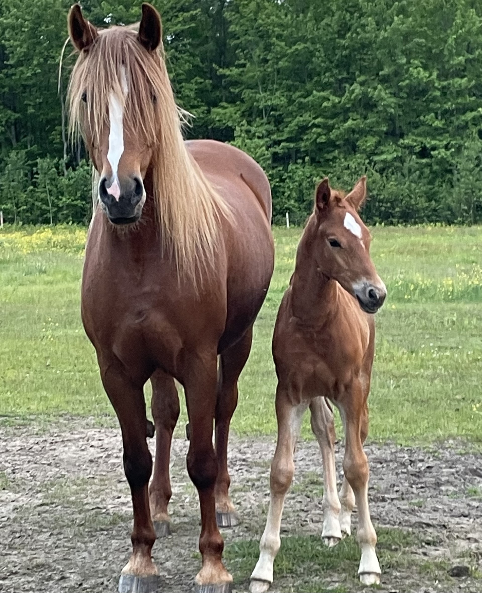 STALLIONS FOR SALE | The Canadian Horse Link | Connecting Buyers ...